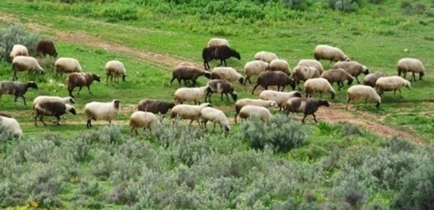 Nέα χρηματοδότηση για την ευλογιά 